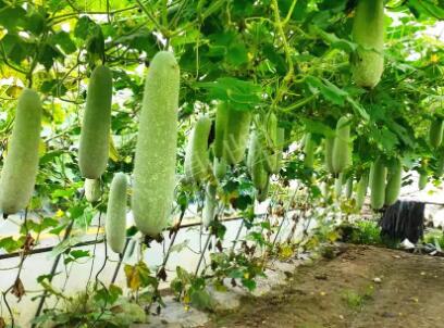 蔬菜種子種植戶客戶點(diǎn)評(píng)-我種的冬瓜，肉緊味甜，按個(gè)賣！