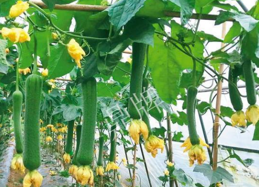 蔬菜種子栽培技術-<b>主要病蟲害的識別與防治</b>