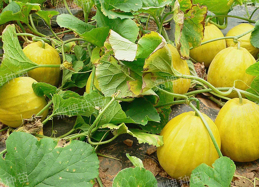 高溫季節(jié)種植甜瓜，什么品種最好？這個品種是秋季上市的專用品種