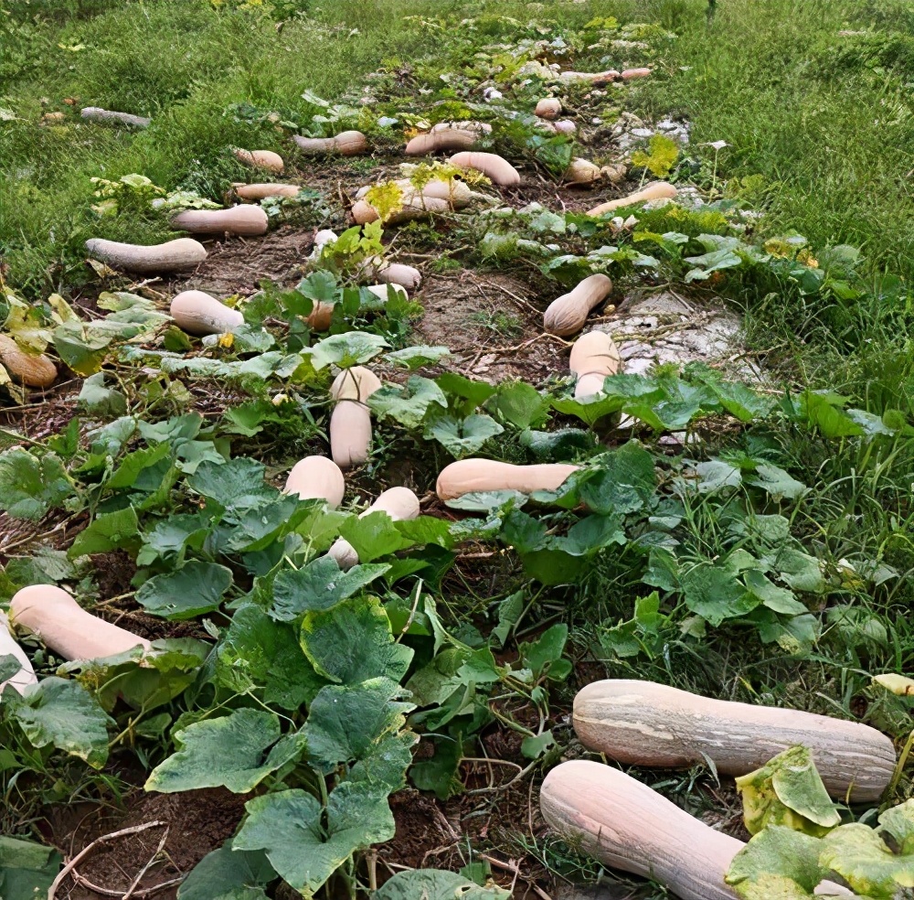 一位轉(zhuǎn)業(yè)后的特種兵，辦農(nóng)場種瓜菜，靠1個優(yōu)點(diǎn)，年賺200萬