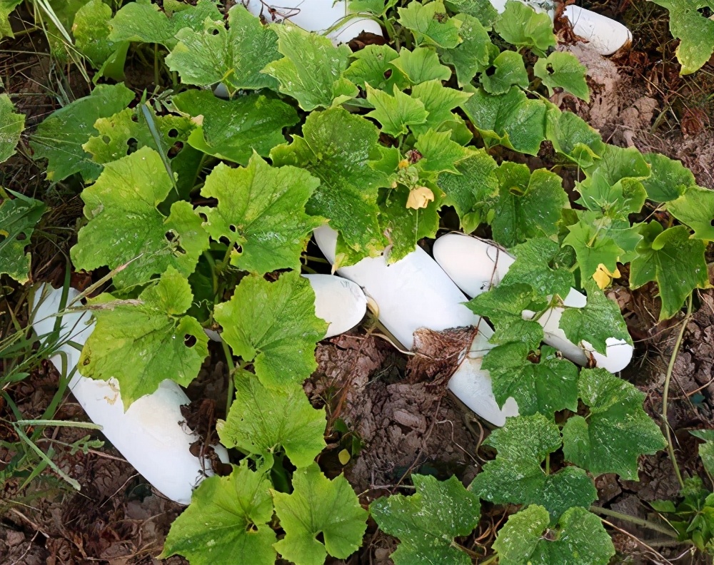 這個品種太優秀了!耐儲耐運,適合大面積種植,菜農瓜販都喜歡