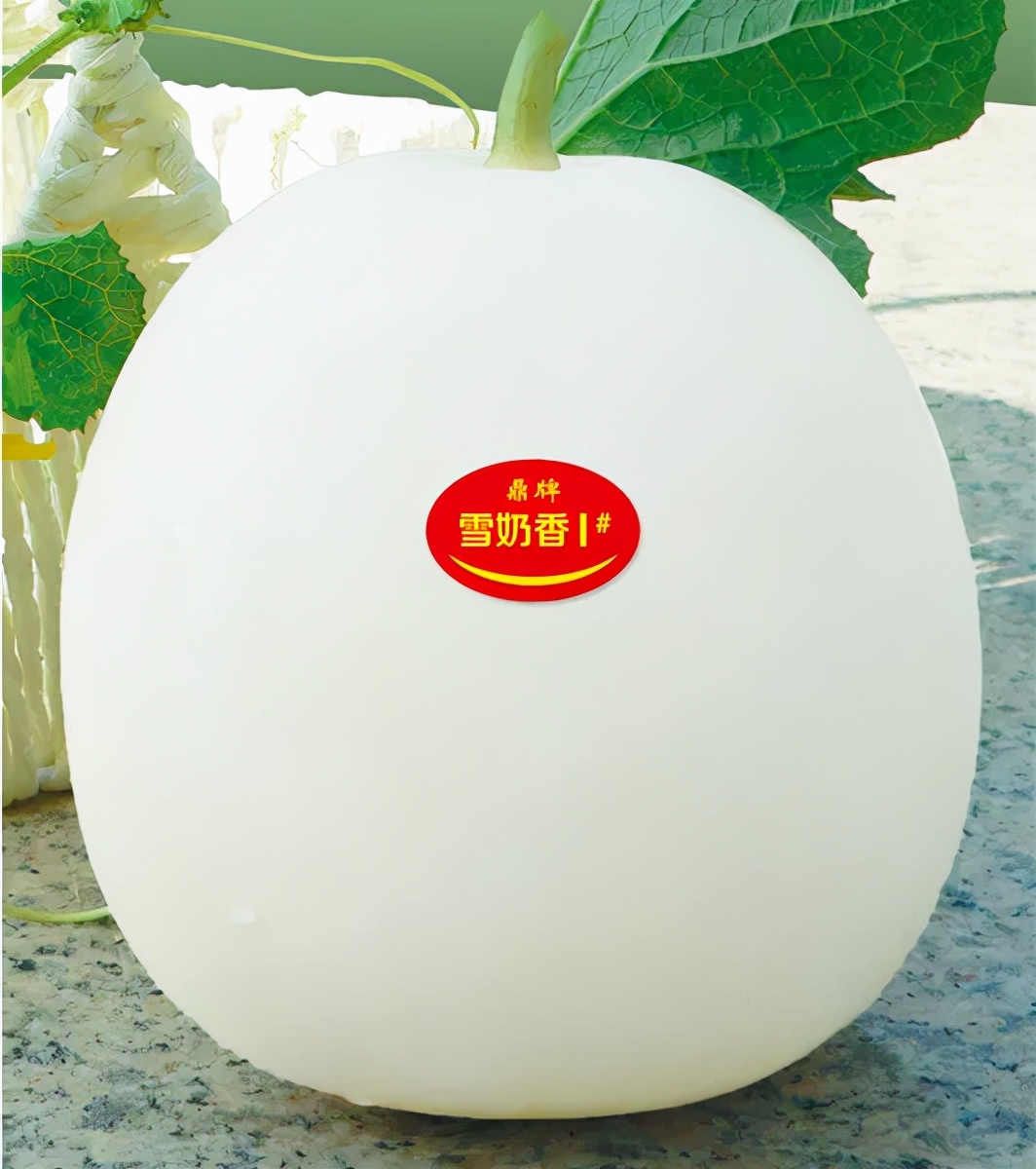 河南焦作的李向林今年種植甜瓜新品種,客戶直接拉貨走人