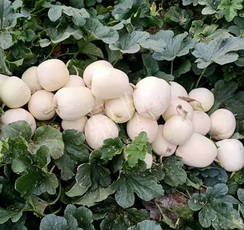 河南焦作的李向林今年種植甜瓜新品種,客戶直接拉貨走人