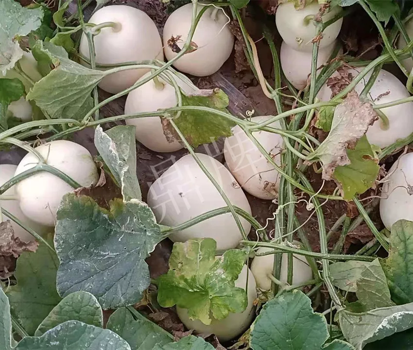 河南焦作的李向林今年種植甜瓜新品種,客戶直接拉貨走人