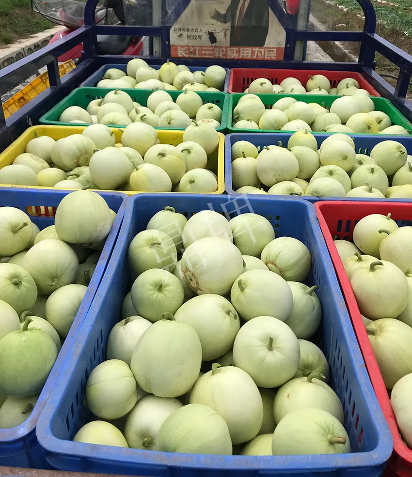 郴州農戶種植新品種,果實又香又甜,很好賣