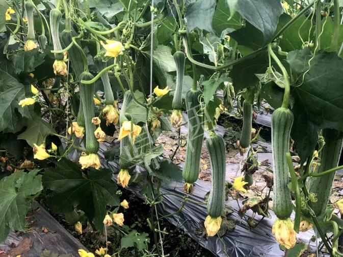 蔬菜種子種植戶客戶點(diǎn)評(píng)-這個(gè)絲瓜品種，找不到競(jìng)爭(zhēng)對(duì)手……