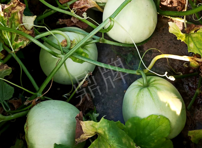 蔬菜種子種植戶客戶點(diǎn)評(píng)-種植這個(gè)品種，謹(jǐn)防小偷！！！