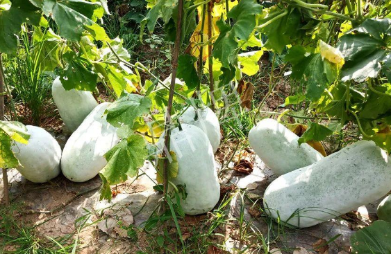 蔬菜種子種植戶客戶點評-驚訝！炎炎烈日下，小孩大聲喊：“大雪球！大雪球……”怎樣一回事？