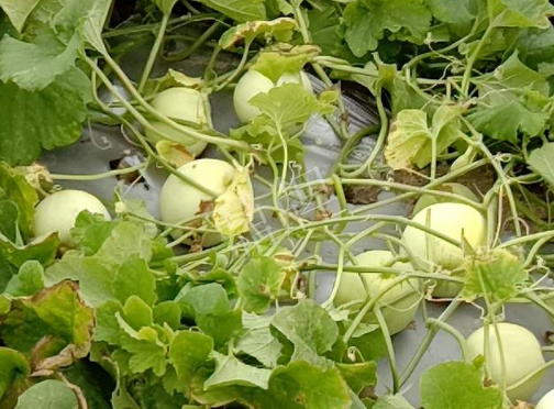 蔬菜種子種植戶客戶點評-種植甜瓜20年，這個品種讓我更省心！