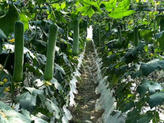 蔬菜種子種植戶客戶點評-高手在民間，浙江蒼南的絲瓜在下半年至春節，都有大量上市！