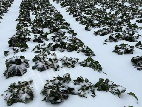 蔬菜種子種植戶客戶點評-春節期間，2畝雜交“東漢菜”一批就賣了2萬多元！