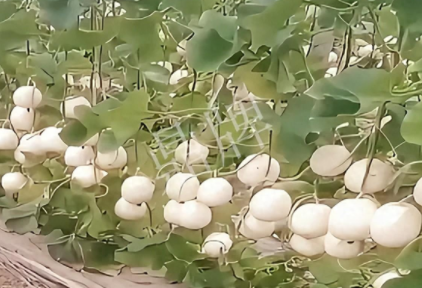 蔬菜種子種植戶客戶點評-現在的瓜菜價格不好，但我種植的優質甜瓜還是有好的收入！