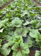 蔬菜種子種植戶客戶點(diǎn)評-第一次種植這種菜，現(xiàn)在可以上市了，大家?guī)臀医ㄗh一下，能賣個什么價(jià)格？