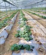 蔬菜種子種植戶客戶點評-三倍體絲瓜到底是斷頭好？還是不斷頭好？看看這位老板的做法……