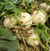 蔬菜種子種植戶客戶點評-我種植的這個品種，稱得上“白馬王子”，與大家分享！