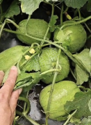 蔬菜種子種植戶客戶點評-瓜商喜歡、消費者喜歡，這個品種就好銷售！