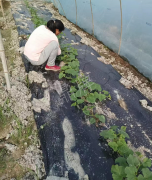 蔬菜種子種植戶客戶點評-我想要一個抗高溫又品質優良的甜瓜品種，終于找到了！